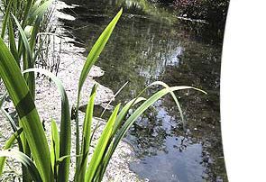 Röhrichtwalzen in Puchheim